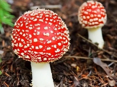 道光年间大案，寒山寺一百四十余人仅一人活口，与毒蛇有关