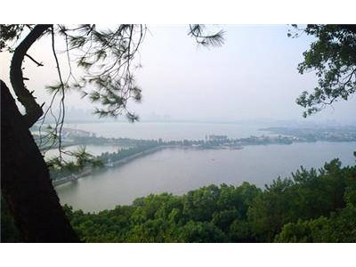 湖北磨山百年老树一夜折断，千米“诡道”真相成谜