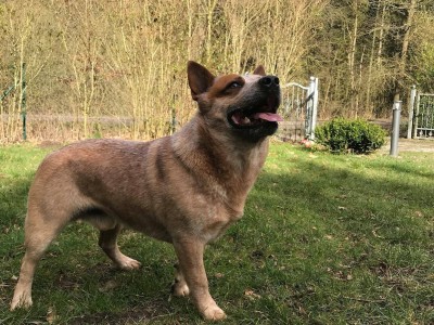 下司犬网络走红，中国本土犬种魅力何在？