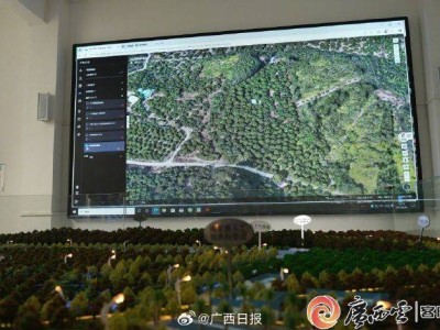 广西灵山荔枝园引入AI无人机，智能巡园效率飙升50倍