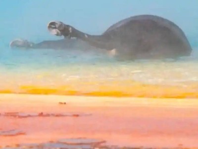 黄石公园悲剧：野牛误入高温温泉，生命在绚烂色彩中消逝