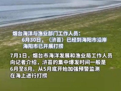 绿潮汹涌，烟台海面变“草原”——人与海洋的共生智慧何在？