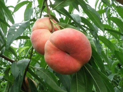 桃子甜因何而来？中科院揭秘桃子蔗糖积累关键机制