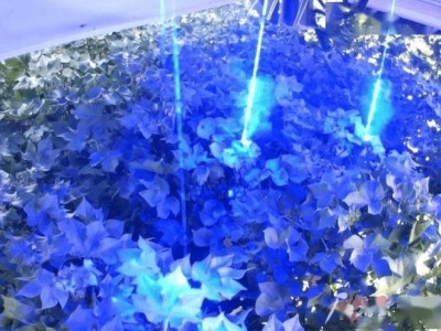 棉花种植新革命：全球首款激光打顶机器人准确率超98%亮相新疆