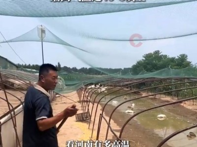 高温下的悲剧：河南张大哥养鹅十数载，鹅儿竟热死水中