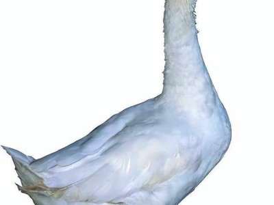高温炙烤下的生命悲歌：河南5只鹅热死事件引关注