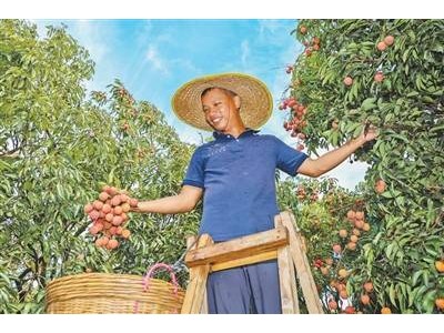 水果降价潮来袭，果农收益如何保障？