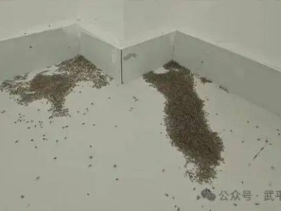 高温酷暑下，河南等地蚊子真的热“晕”了？