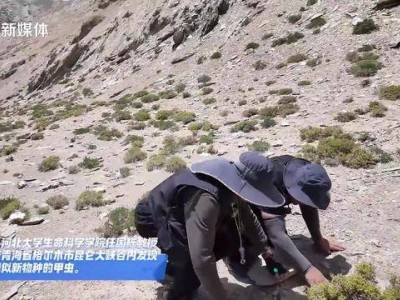 青海昆仑大峡谷：河北大学团队发现疑似甲虫新成员