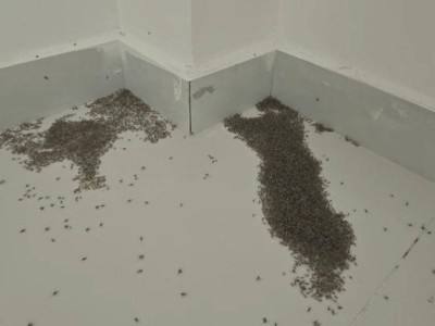 高温天蚊子也会被热死？专家：40℃以上成虫易因脱水死亡