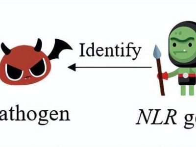 甘蔗抗病育种新突破：科学家精准定位甘蔗抗病基因