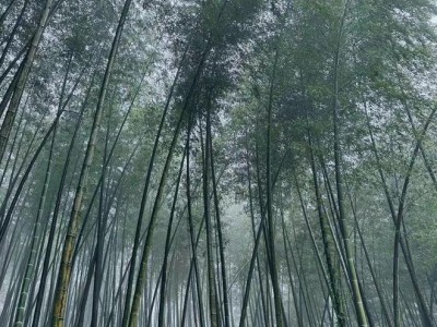 金风科技转让股权之谜：德力佳上市路上的意外变数