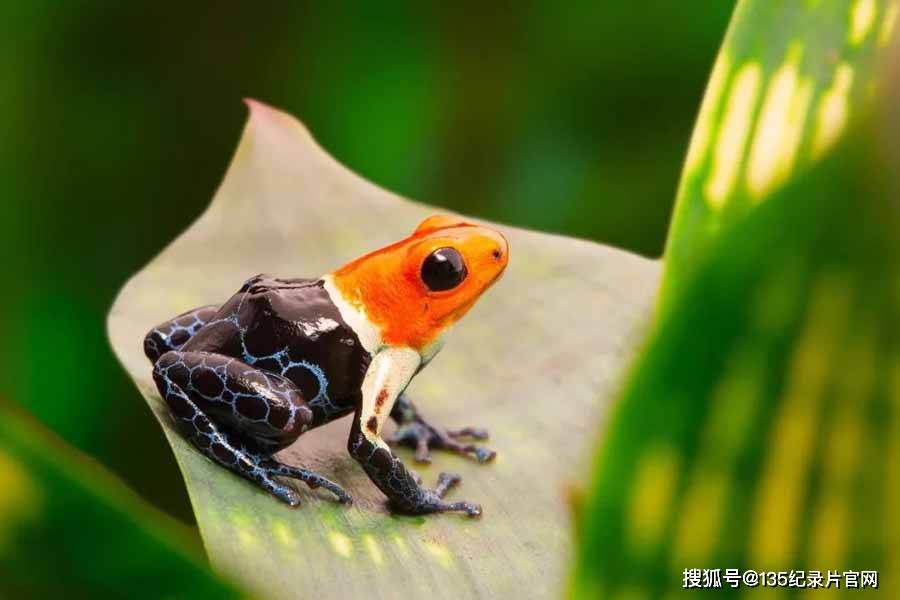 亞馬遜雨林探秘：生物多樣性與未知危險的交織奇觀