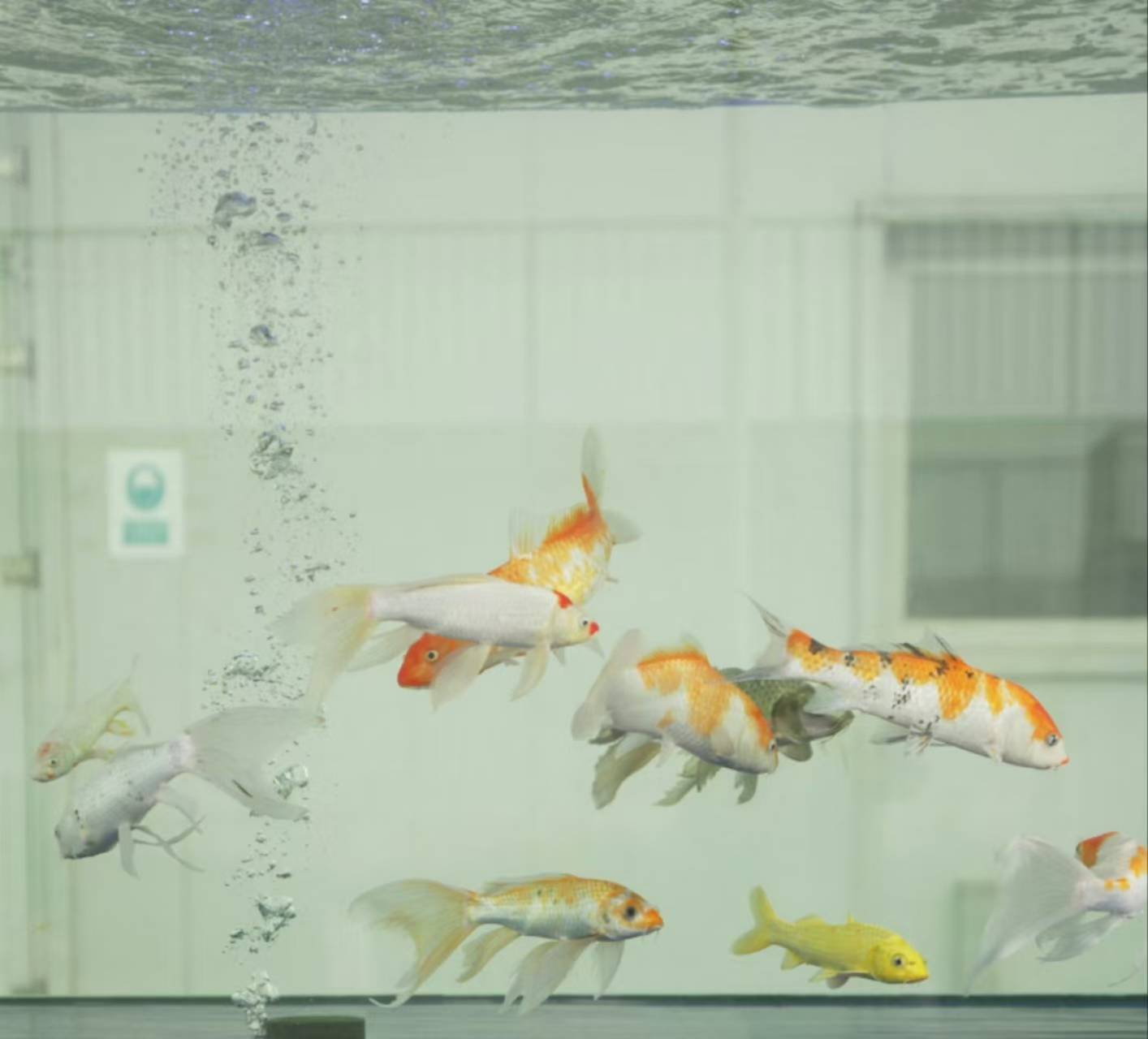 锦鲤鱼缸
