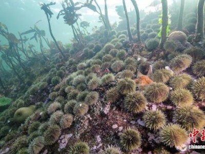 海星消融病“真凶”现身：国际研究指出一种细菌为关键病因