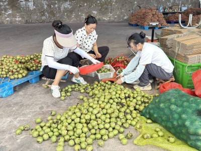 四川德昌：核桃产业兴旺，铺就乡村振兴“幸福路”