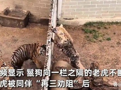 山东动物园老虎“越狱”暴打鬣狗，饲养员高压水枪制止惊险一幕