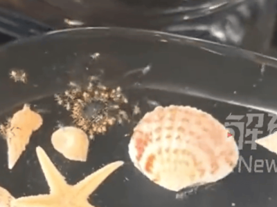 高价酒店惊现虫群，酒店先否认后致歉，真相究竟如何？