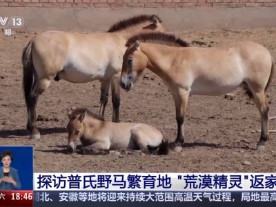 “荒漠精灵”普氏野马：总台记者探访小马驹成长记