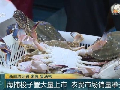 梭子蟹大降价！东海黄海开渔季，海鲜爱好者有口福了
