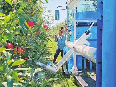 山西万荣：苹果多臂采摘机器人首次试水，智能采摘引领果业新变革