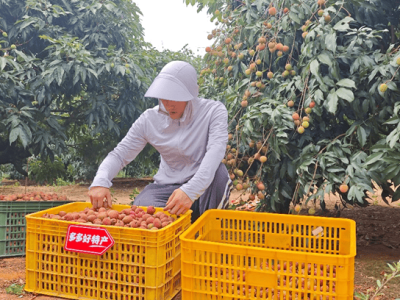 拼多多半年报：农产品销量激增47%，“多多好特产”助力农货商家快速发展