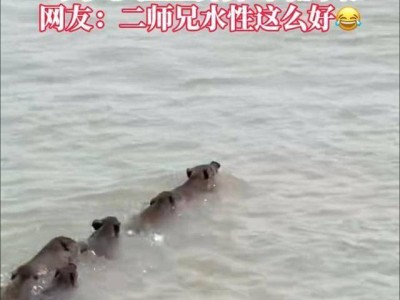 南京野猪横渡长江展泳技，家猪为何洪水中易丧生？