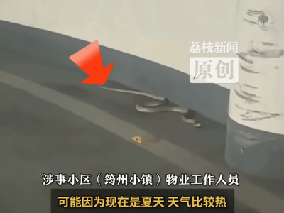 广东云浮小区蛇出没！物业：天热绿化好所致，已装驱蛇器加强巡逻