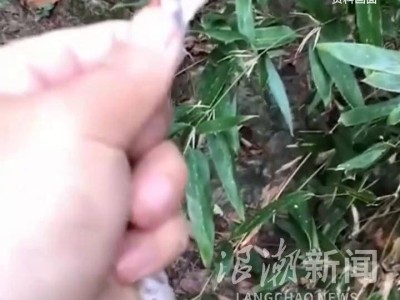 杭州男子山中邂逅五步蛇，妄图捕捉反被喷毒，险些失明！