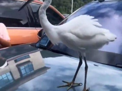 白鹭“跨物种搭车”，鄱阳湖生态改善见证人与自然和谐共生