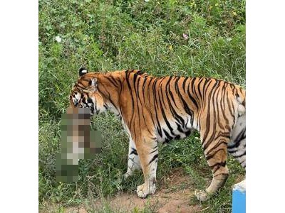流浪猫误入西宁野生动物园虎园，不幸遭老虎捕咬身亡
