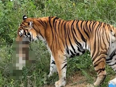 西宁野生动物园猫咪误入虎园悲剧，园方：已处理猫尸，老虎健康及防范成焦点