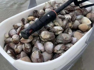 台风过境后的意外收获！广东海滩变“海鲜天堂”，但安全切勿忽视