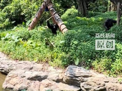 长隆野生动物世界：黑猩猩木棍“教训”鸭子，同伴上演“和平使者”？