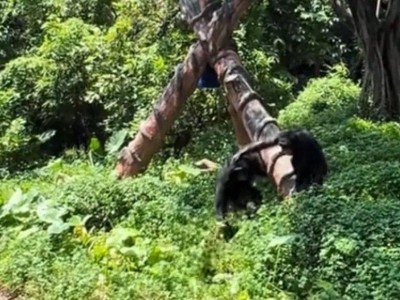 黑猩猩木棍“教训”鸭子，同伴上前“劝和”，动物园：出于好奇，已加强管理