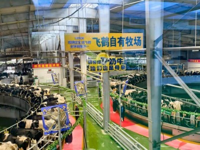 飞鹤领跑婴配奶粉市场，全球化战略开辟新蓝海