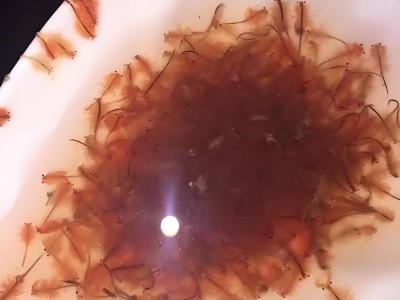 沙漠中的奇迹：新疆盐水丰年虾发现，或将改写水产养殖版图