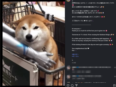 网红表情包“不可以色色”原型柴犬PON安详离世