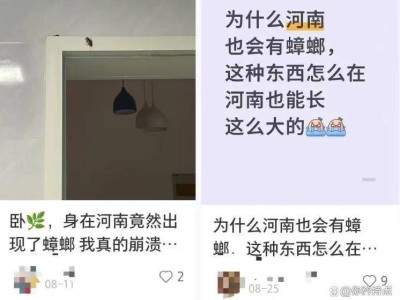 河南多地现南方会飞大蟑螂，物流“快车”助其北上，气候变暖成“推手”？