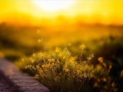 本田Honda 0α:以“轻巧”重塑电动未来,2027量产版驶向日常新旅程