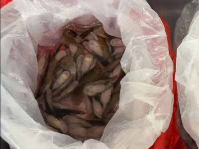 女子未申报裙内藏229条活体平鳍鳅科鱼，海关依法查获并提醒禁止进境