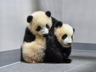最后两只旅日大熊猫下月回国，届时日本将无大熊猫
