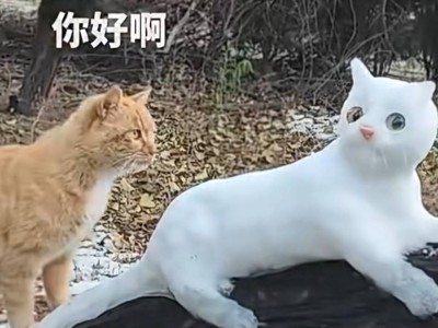 雪雕猫咪遇真橘猫“探冷”：街头艺术与萌宠共绘冬日温暖画卷
