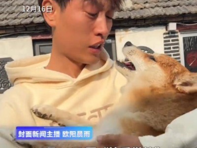 53万粉网红柴犬佩奇疑遭投毒离世，生前乖巧陪伴主人，主人悲痛追查