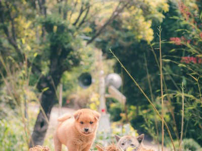 网红柴犬“小柴佩奇”离世引热议，宠物经济潜力与情感价值凸显