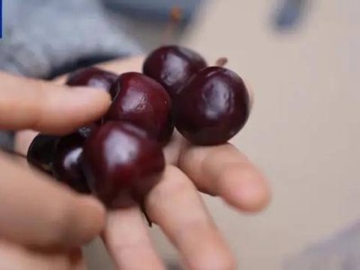 车厘子价格降啦！大量到货市场量升价跌，业内教你如何挑选优质果