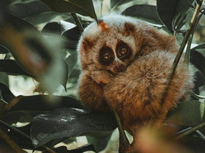 游客为拍照摇晃树枝致国家一级保护动物懒猴摔落 景区：专人处理懒猴暂无恙