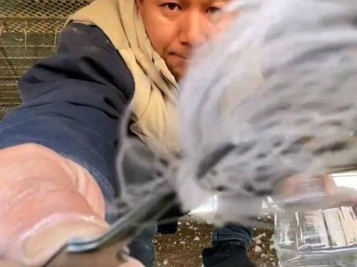 养鹅丈夫20余天捡100克鹅绒，欲亲手为妻缝制温暖羽绒服