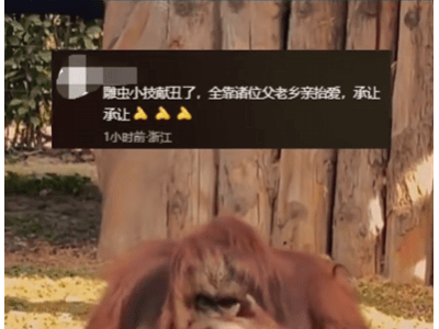 沈阳猩猩“抱拳拒食”引热议：智慧互动背后是濒危物种的生存警钟