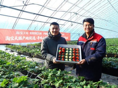 淘宝天猫“产地优选”丹东启航，丹东草莓成热销年货“新贵”